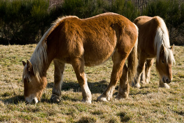 Fototapeta premium deux chevaux