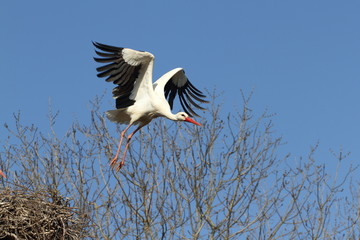 cigogne blanche,ciconia ciconia