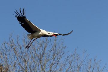 cigogne blanche,ciconia ciconia
