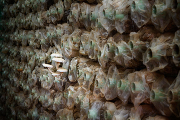 Mushroom farm