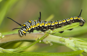 Oruga de mariposa tigre