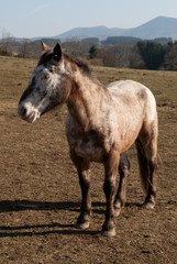 Fototapeta premium cheval dans un pré