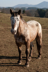 Obraz premium cheval dans le pré