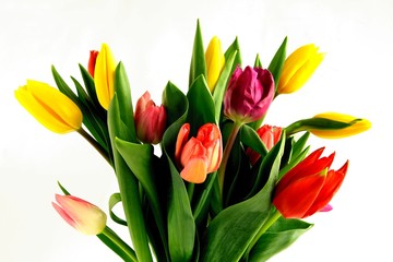 multicolor tulips