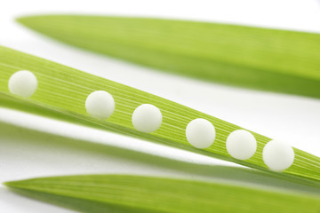 HOMÉOPATHIE- Granules sur feuilles