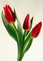 red tulips posy