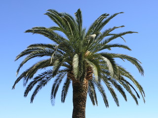Palme vor dem blauen Himmel