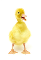 yellow duck