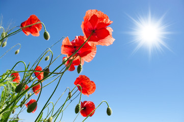 Obraz premium poppies in sunny day