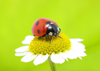 ladybug