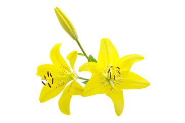 yellow lily