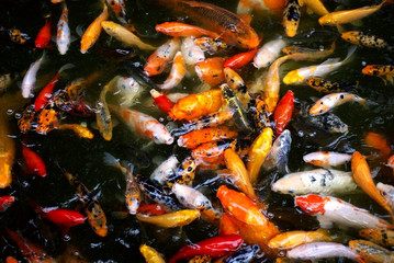 Brocarded carp in water