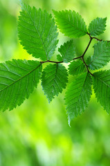 Green leaves