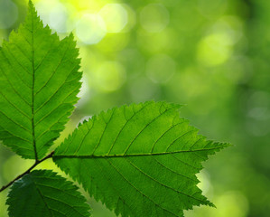 Green leaves