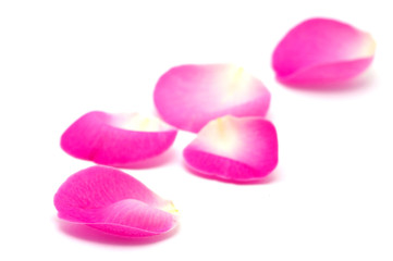 Obraz na płótnie Canvas pink rose petals