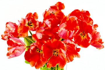 Fototapeta premium Red tulips on white background