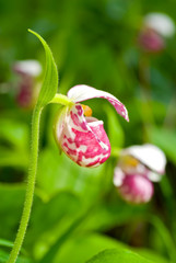 Flower of lady’s slipper 55