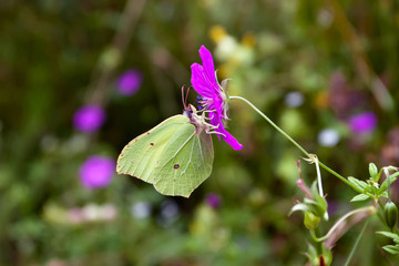 Butterfly on a flower