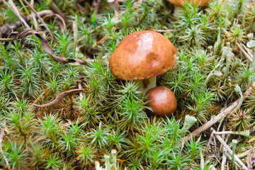 Mushrooms in the moss