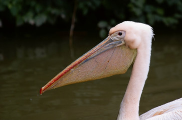 Pelican's head close up