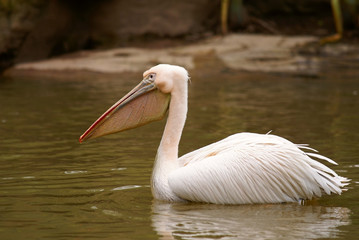 Pelican swimming in lake