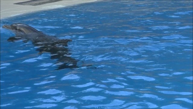 Delfin