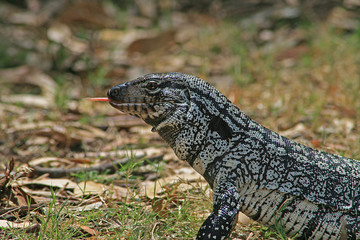 Obraz premium leguan