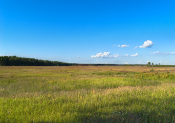 Meadow with bright blue sky