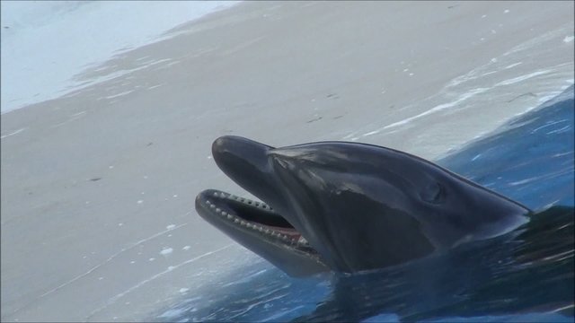 Delfin