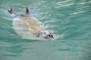 Obraz premium seerobbe