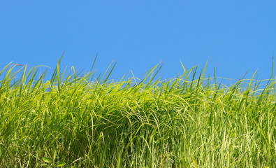 Green grass over blue sky