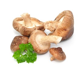 Shiitake