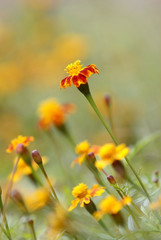 Tagetes patula flower background