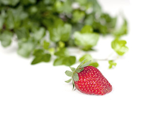 feuille de lierre et la fraise