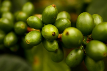 Green coffee. Colombia