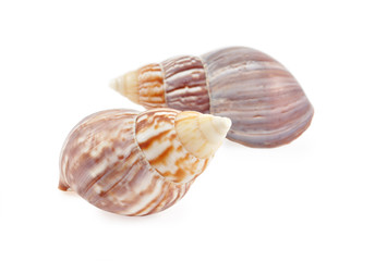 Two seashell isolated on white