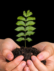 sapling in hands
