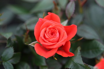 rosa
