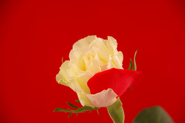 Weiße Rose