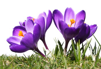 violette Krokusbl&uuml;ten, Gras, wei&szlig;er Hintergrund
