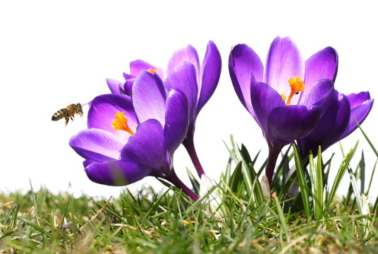 Krokusbl&uuml;ten, Gras, Biene, wei&szlig;er Hintergrund