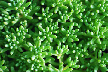 Natural green background with Crassula