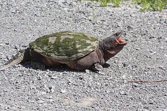 Common Snapping Turtle