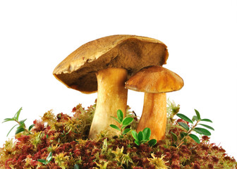 Two boletus edulis on moss