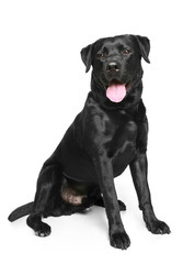 Black Labrador on a white background