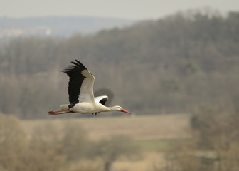 Storchenflug