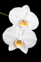 Obraz na płótnie Canvas white orchid on a black background