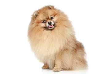 Pomeranian Spitz dog