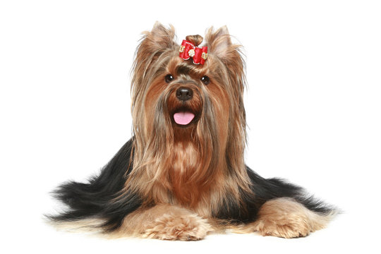 Yorkshire Terrier With Red Bow