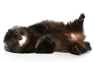 Ferret has a rest on a white background